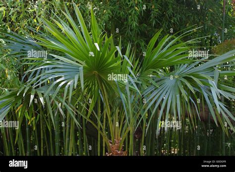 palms stock photo alamy