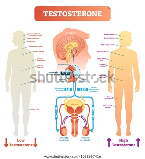 Testosterone Anatomical Biological Body Diagram Brain