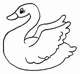 Cisne Cigno Cygne Cisnes Cigne Swan Colorier Aves Dibuix Stampare Uccelli sketch template