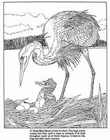 Wetlands Coloring Animals Dover Publications Forest Desert Drawing Wetland Pages Getdrawings Getcolorings Heron Great Welcome Adults Color sketch template