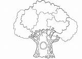 Hollow Tree Coloring Pages 1467 19kb Drawing sketch template