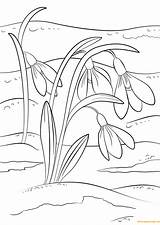 Snowdrop Pages Flowers Coloring Color Printable sketch template