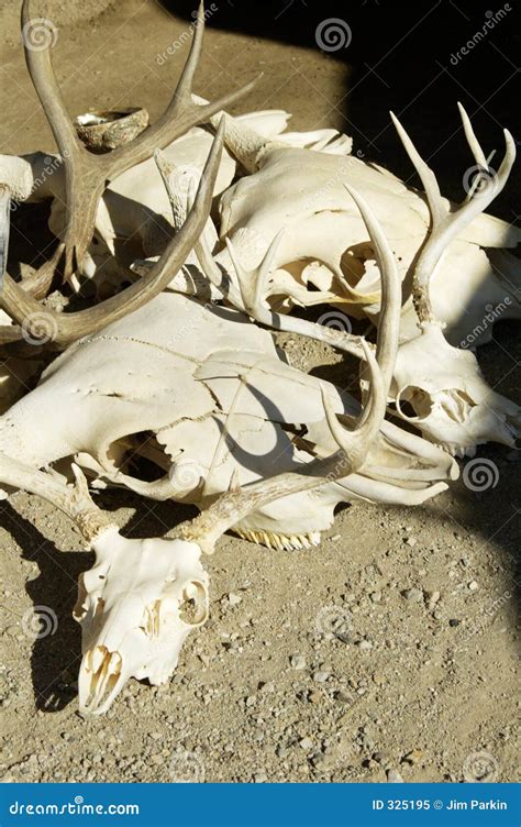 crani immagine stock immagine  candeggiato cranei scheletri