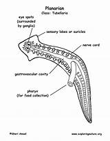 Planarian Labeling Coloring Fluke Diagram Flatworm Drawing Flatworms Answers Planaria Platyhelminthes Liver Phylum Getdrawings Pdf Exploringnature Cycle Life sketch template
