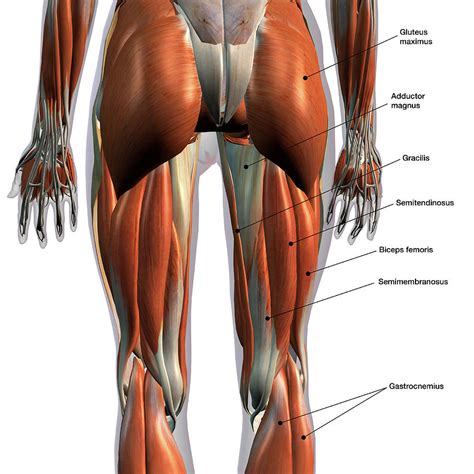 rear view  leg muscles  white photograph  hank grebe pixels