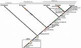 Cladogram Evolution Hypothesis Phylogenetic sketch template