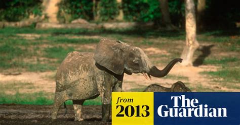 Poachers Kill 26 Elephants At Central African World Heritage Site