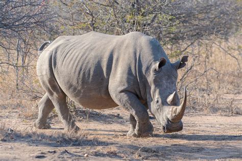rinocerontes classificacao alimentacao especies