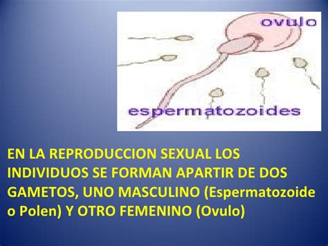Presentacion De La Reproduccion Sexual Y Asexual