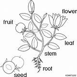 Plant Parts Coloring Pages Fruit Flowers Flowering Root Vector Color Getcolorings Seed Science School Life Printable Morphology System Stock sketch template