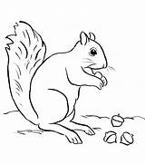 Squirrel Acorn Coloring Template Pages Sketch sketch template