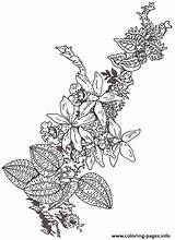 Coloring Segment Brett Orchid Mural Branch Jan Umbrella Pages Printable sketch template