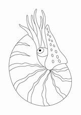 Nautilo Coloriages Mollusques Molluschi Printmania sketch template