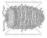 Poly Roly Bug Pill Knitting Pattern sketch template