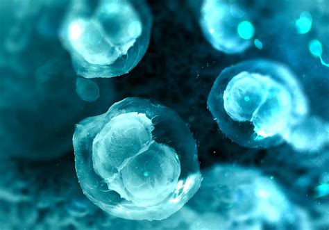 focus embryonic stem cells regmednet