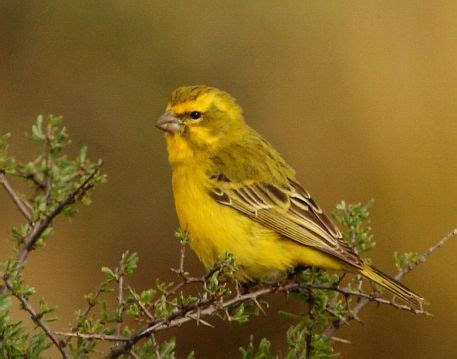 yellow canary wikipedia
