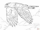 Falcon Coloring Pages Caracara Drawing Peregrine Northern Crested Prairie Printable Line Falcons Template Diving 2048 1536px 57kb Skip Main Designlooter sketch template