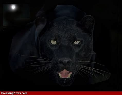 black panther  night panther black panther animals
