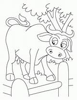 Coloring Pages Buffalo Popular sketch template