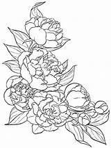 Coloring Peony Pages Flower Color Drawing Printable Tattoo Flowers Print Pattern Getcolorings Template Getdrawings Floral перейти Visit Mandala Line Colouring sketch template