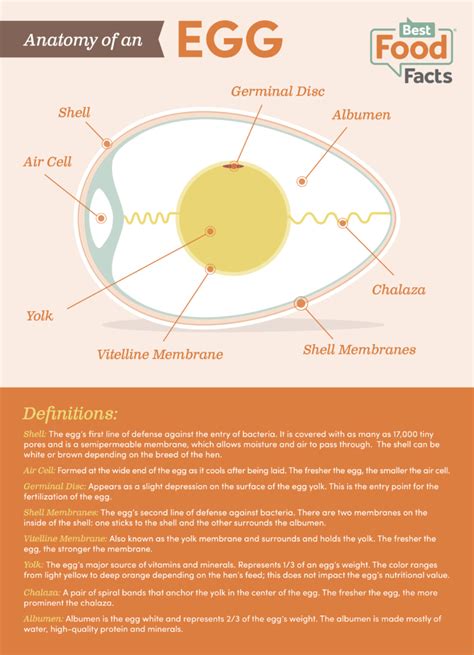 anatomy   egg bestfoodfactsorg