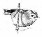 Goldcrest Drawing Regulus Experience sketch template