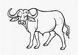 Buffalo Coloring Pages Printable Kids sketch template