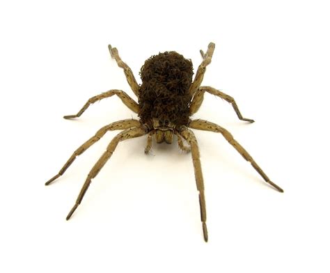 filemother spider  spiderlings ajpg wikimedia commons