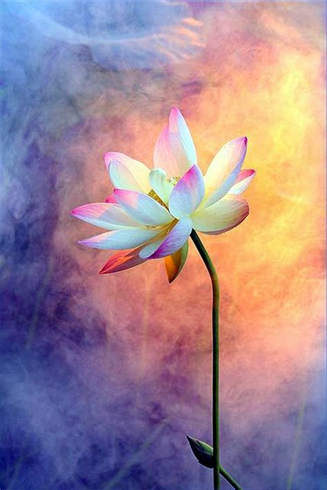 40 Peaceful Lotus Flower Painting Ideas Bored Art