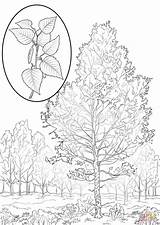 Coloring Birch Template Tree Leaf sketch template