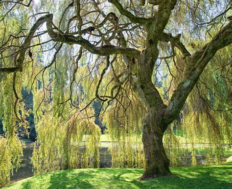 Willow Trees For Sale The Perfect Shade Trees