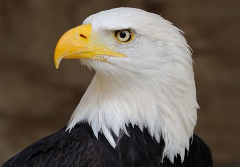 bald eagle united states  america national bird