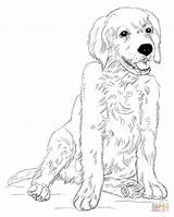 Golden Retriever Coloring Pages Puppy Puppies Printable Drawing Dog Draw Lab Sitting Kids Color Supercoloring Labrador Retrievers Sheets Dogs Cute sketch template
