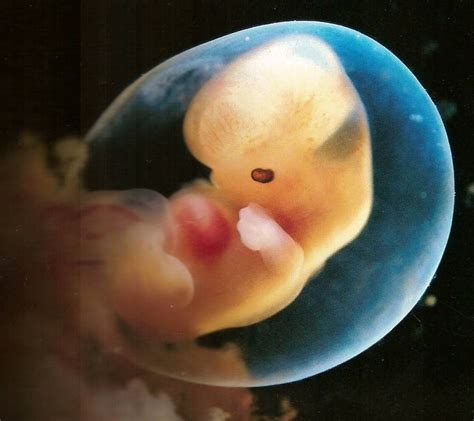 Aula Do Dia 21 10 Características Do Período Embrionário Em Geral