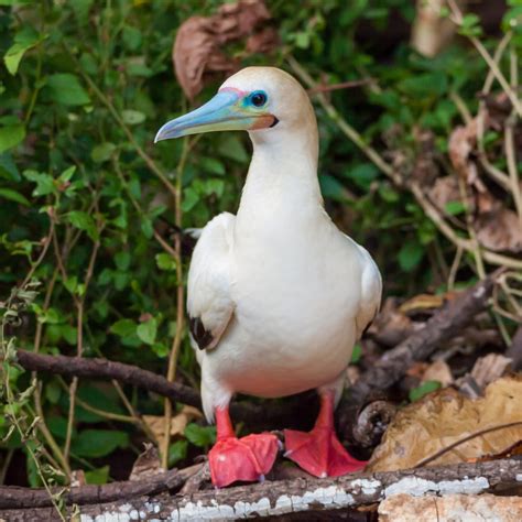 red footed booby birdfinding info  xxx hot girl
