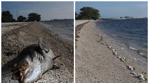 red tide see how southwest florida s beaches are recovering