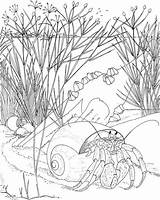 Coloring Pages Crab Hermit Ocean Crabs Animals Nocturnal Printable Adults Adult Color Scene Underwater Colouring Print Sheets Drawing Animal Supercoloring sketch template