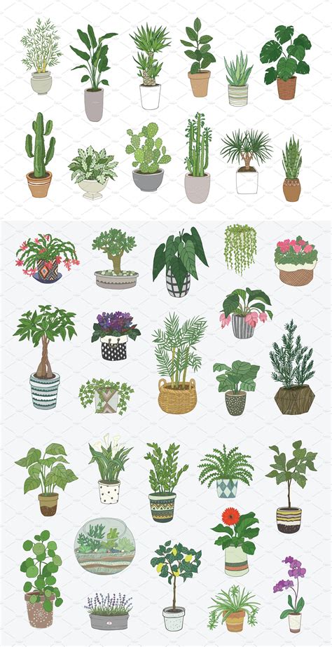 indoor plants plant drawing plants watercolor plants