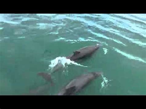 dolphin   strangford lough youtube