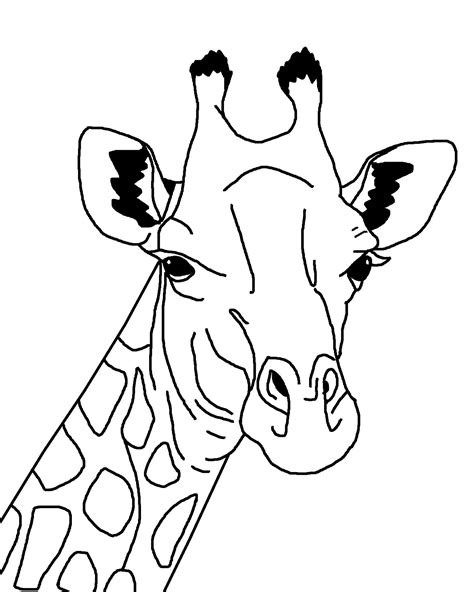 giraffe outline illustration  stock photo public domain pictures