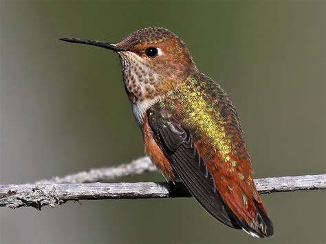 rufous hummingbird ebird