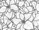 Coloring Pages Flower Christmas Drawing Poinsettia Poinsettias Color Getdrawings Beautiful Blossoms Adults Demands Brought Holidays Plant Awesome Now Paintingvalley Line sketch template