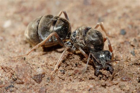 queen ant ants wiki fandom powered  wikia