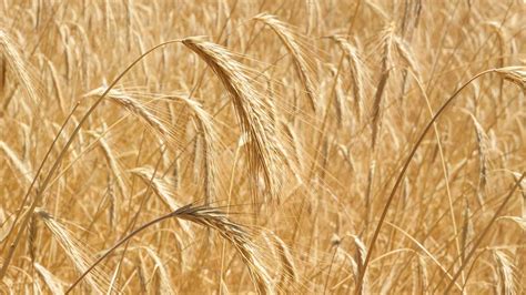 growing grain harvesting threshing winnowing storing organic