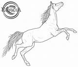 Horse Arabian Lineart Drawing Deviantart Coloring Line Clipart Friesian Mustang Pages Realistic Getdrawings Horses Transparent Colouring Face Cute Size Gif sketch template