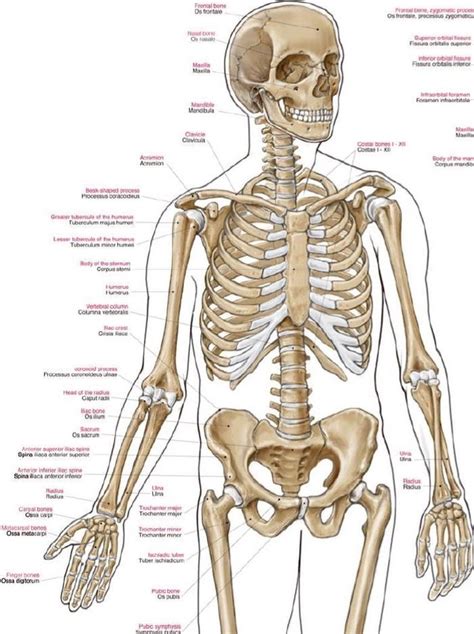 bolcom anatomie poster skelet menselijk lichaam medipreventie extra groot