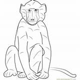Baboon Gelada Coloringpages101 sketch template