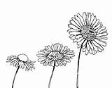 Chamomile Coloring Flower Flowers Coloringcrew sketch template