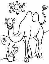Coloring Desert Animal Camel Pages Camels Para Coloringcafe Da Kids Desenhos Color Salvo sketch template