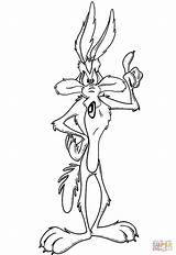 Coyote Wile Coiote Kojot Dibujo Looney Tunes Cartoon Colorir Papaleguas sketch template